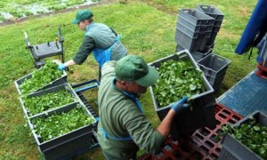 Agricultural Worker Overtime Pay Lawsuits